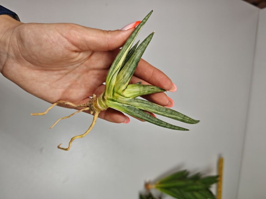 REZERWACJA Sansevieria Yuki Ona var