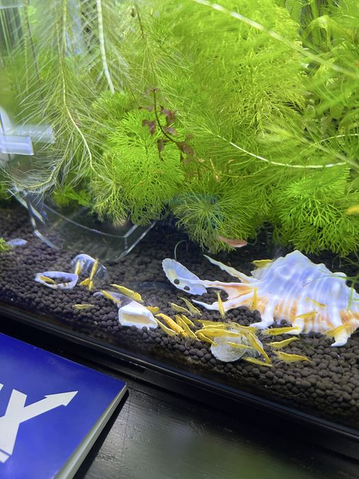 Neocaridina Yellow Golden Back