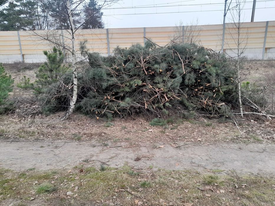 Oddam gałęzie za darmo