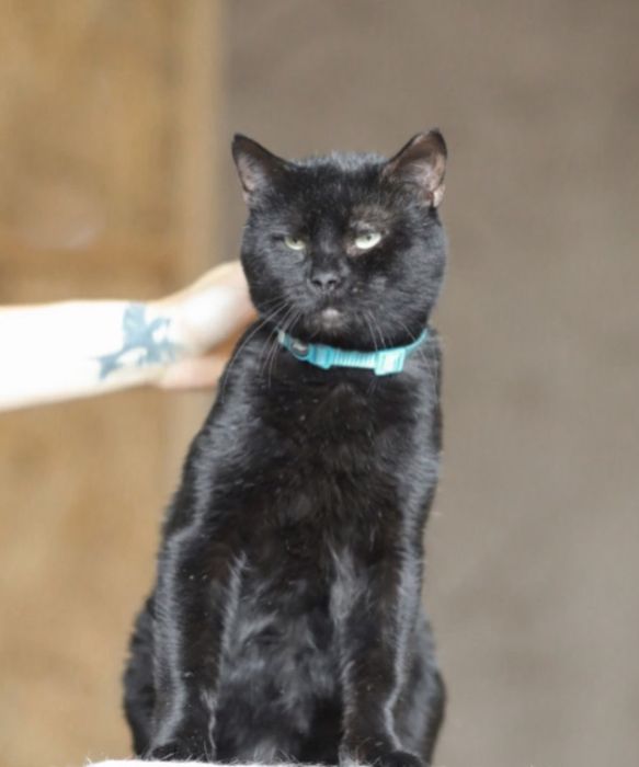 Шнапс, 2 года, спокойный и умный котенок