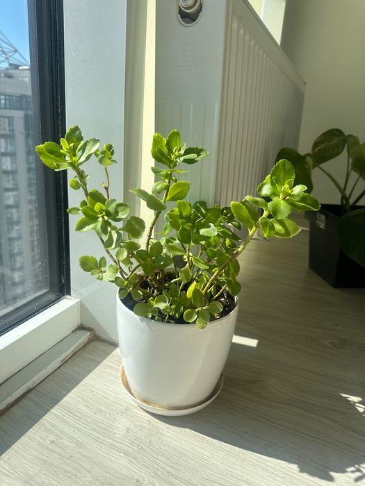 Каланхое кімнатна квітка 40 см