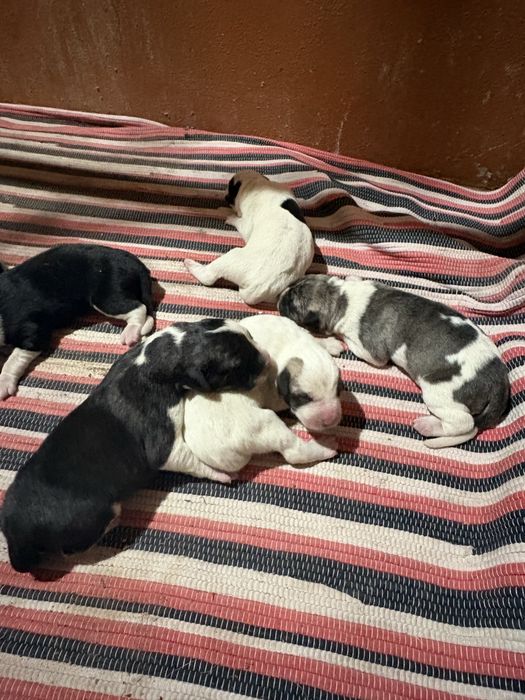Cães de Gado Transmontano PUROS