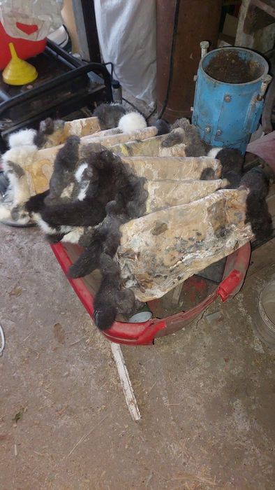 Продам шкуры кроликів.