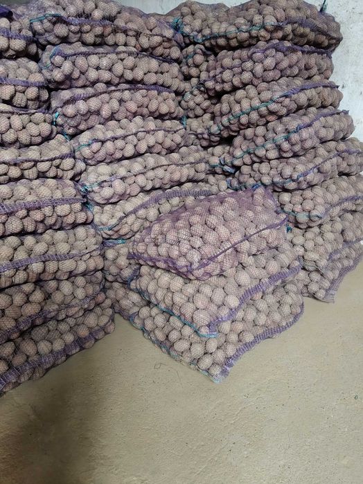 Ziemniaki jadalne wielkości sadzeniaka i paszowe Bellarosa i Lilly