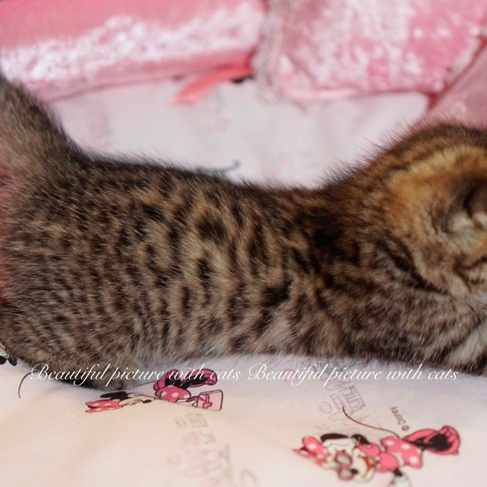 Чудові    кошенята