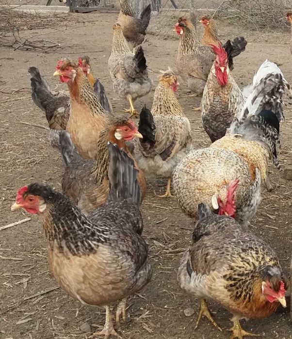 Jaja lęgowe welsumer  Red Caps wandota WAYNDOTTA Ayam