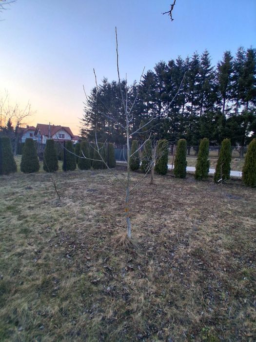 Orzech włoski drzewko