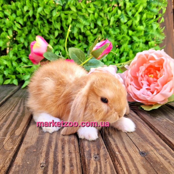 Карликовый мини кролик,мiнi баранчик mini lop