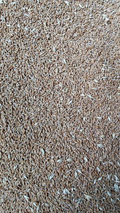 Продам пшеницю. .