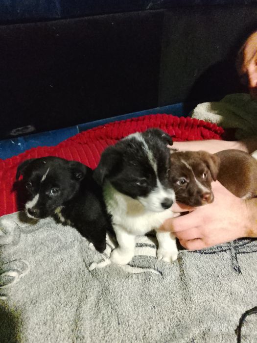 Oddam pieski w dobre ręce