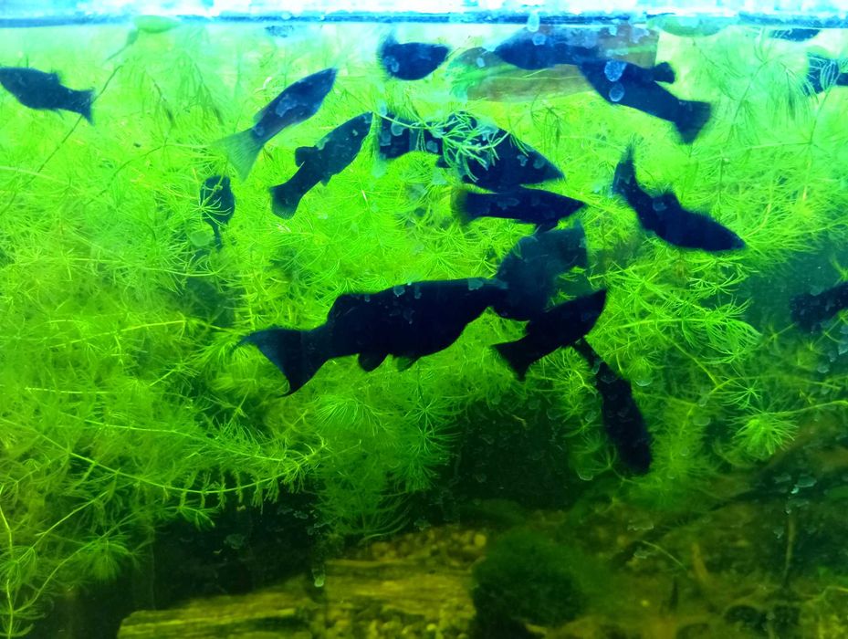 Molinezje z własnego akwarium oddam