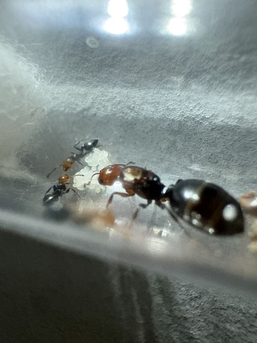 mrówki crematogaster scutellaris