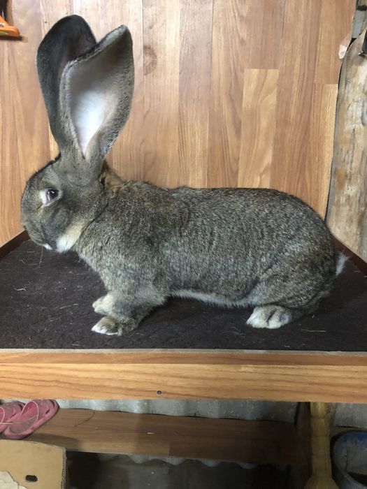 Бельгійський велетень