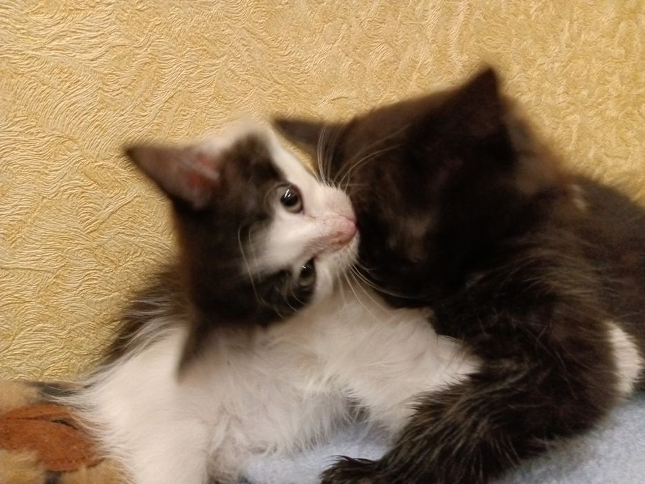 Шикарнючі котики шукають дім!