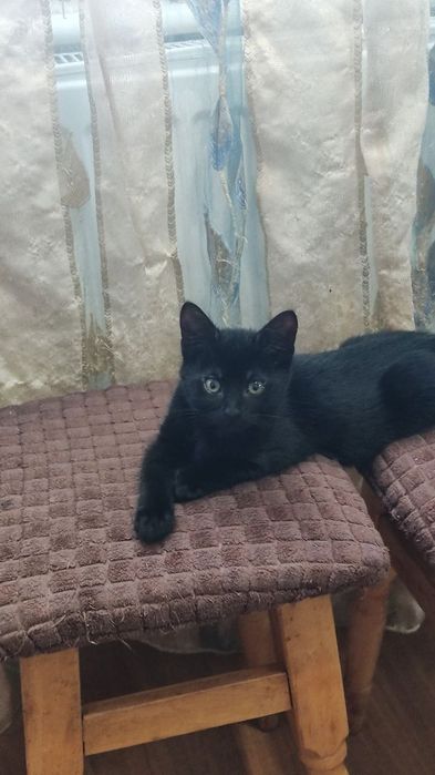 Котенята в добрі руки