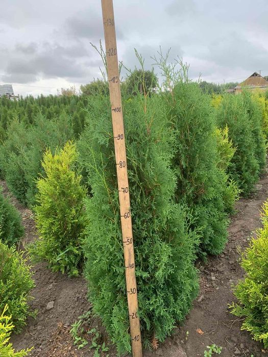 Декоративні хвойні рослини