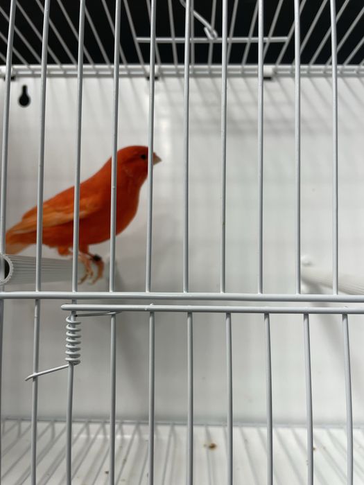 Canário Vermelho Intensivo