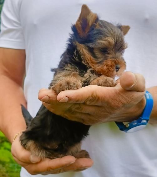 Yorkshire terrier  Piesek