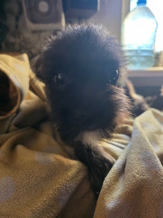 Необычный мальчик метис