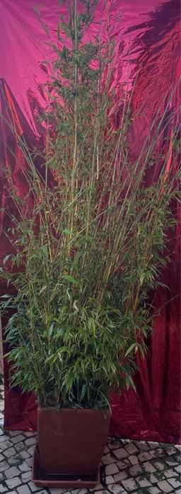 Plantas de exterior diversas