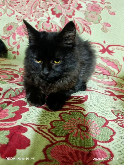 Хлопчики шукають дім! Кіт, коти