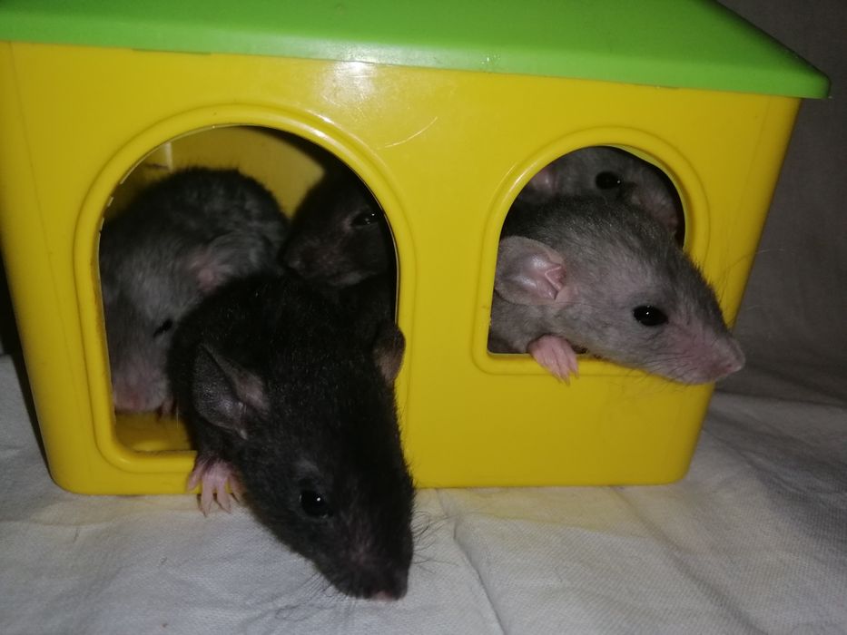 Крыса дамбо, декоративна криса,кучерявий щур,крисята,пацючки, гризун