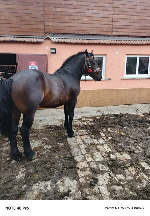 Sprzedam ogra zimnokrwistego