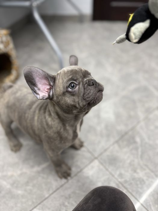 Французький бульдог злопчик