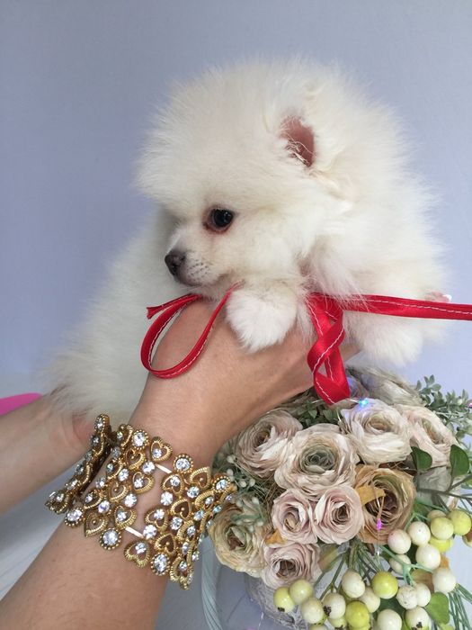 Шпіци VIP  Хлопчики та Дівчатка)