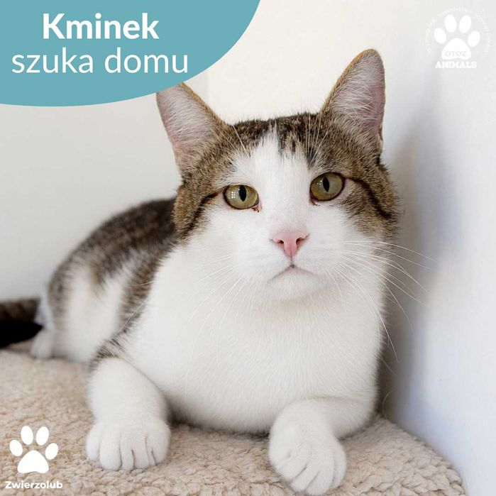 Wesoły kocurek do adopcji! Poznajcie Kminka!