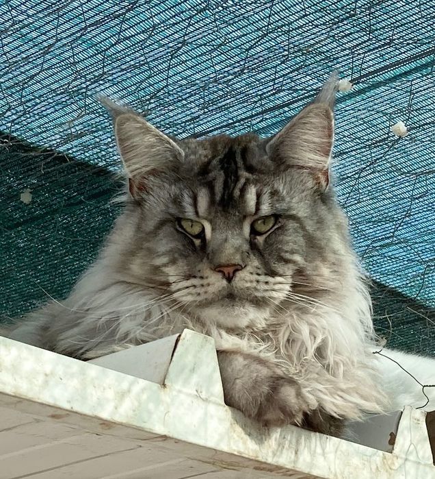 Maine Coon Silver Ticked Tabby