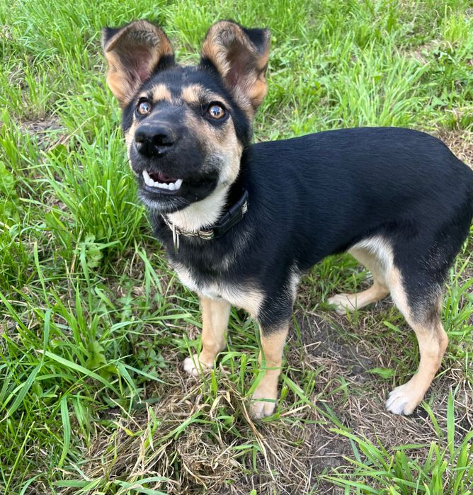 Andżelina - urocza roczna sunia