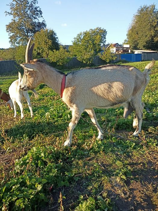 Продам дійні кози