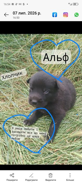 Цуценята шукають родину