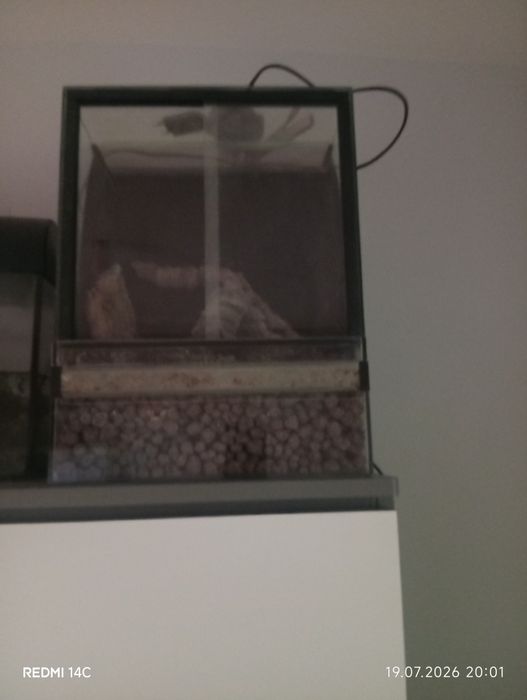Sprzedam terarium 30 30 40 z papką i suplementami