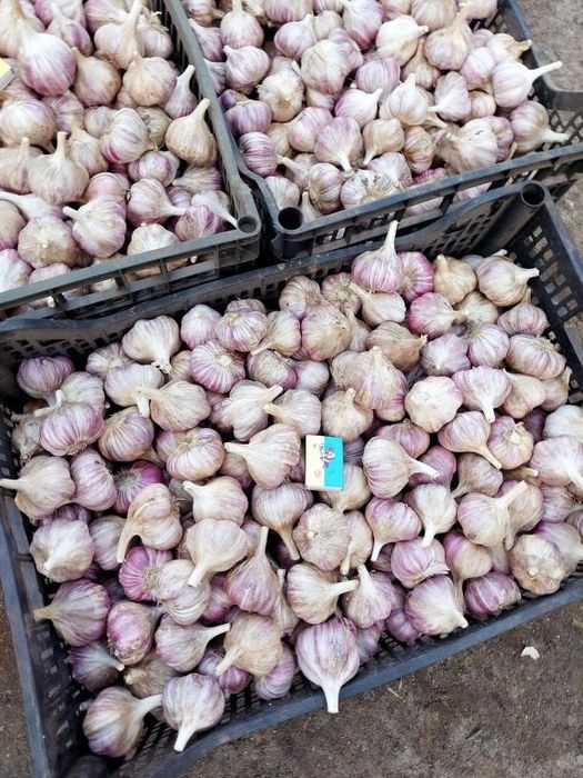 Продам озимий часник