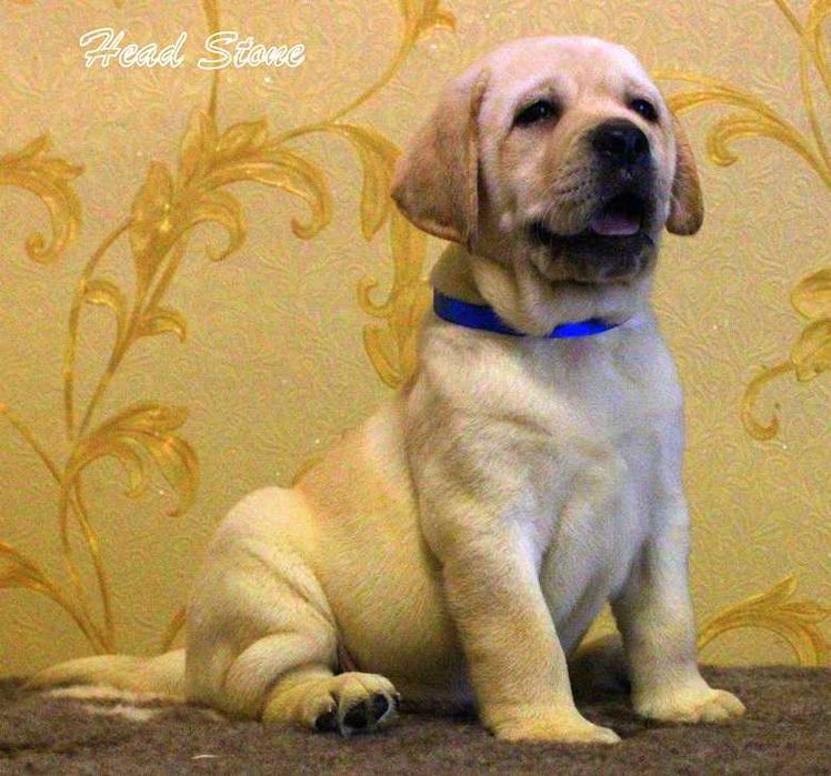 Щенки КСУ Лабрадор ретривер