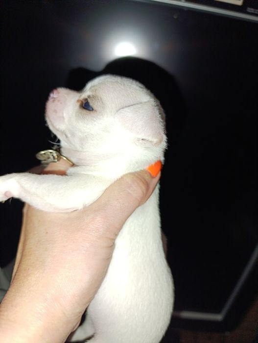 Чихуахуа міні хлопчик, білий