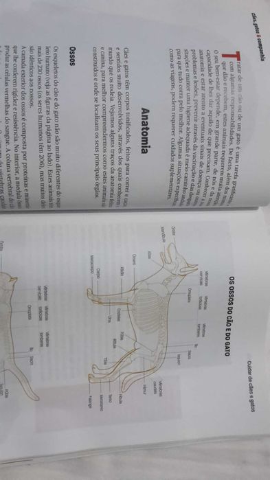 CAES GATOS E OUTRAS Companhias. Conselhos 192 Pag. 6 Fotos