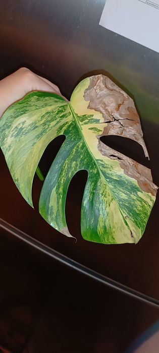 Monstera marmorata Yellow  Tricolor