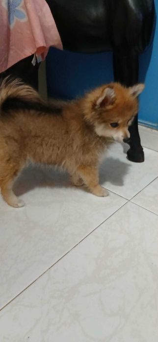 Lulu da pomerânea menina