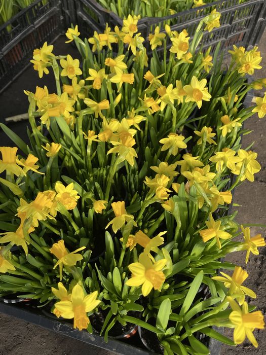 Нарцис в горщику