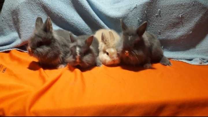 Декоративний кролик,  міні кролики.