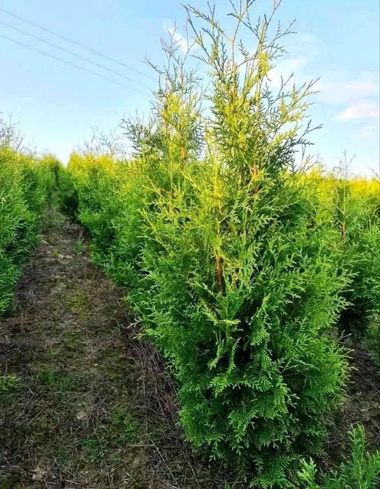 Tuja Brabant 250 , 220 cm SADZIMY (dostawa GRATIS cały kraj)