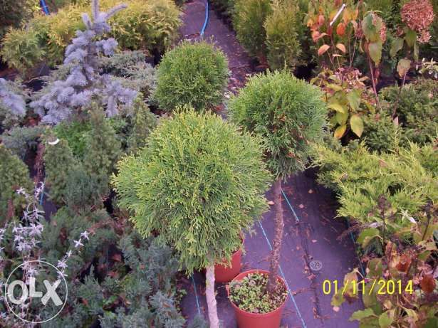 kula ,szmaragd ,bonzai,