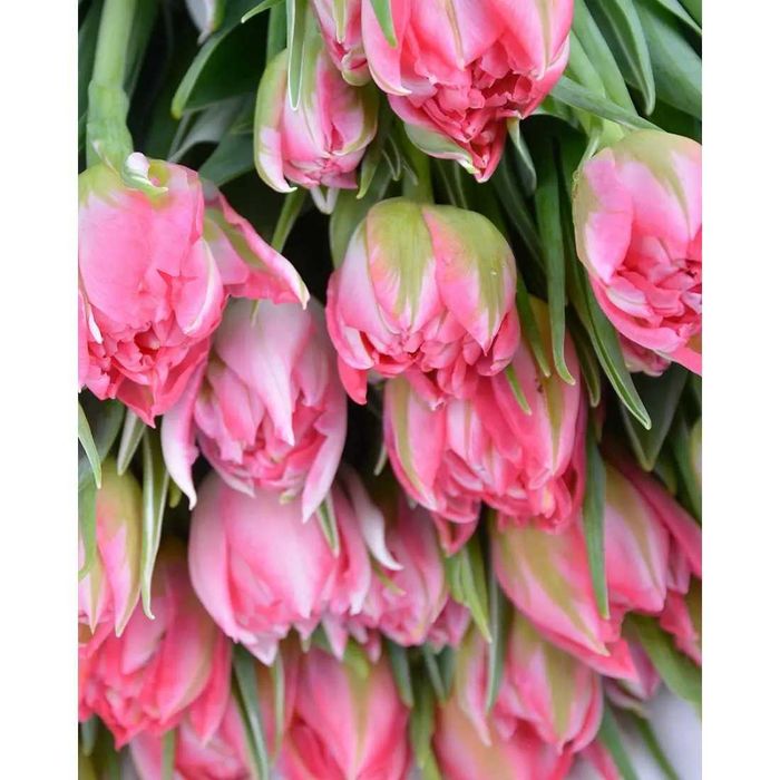 Тюльпани до свята