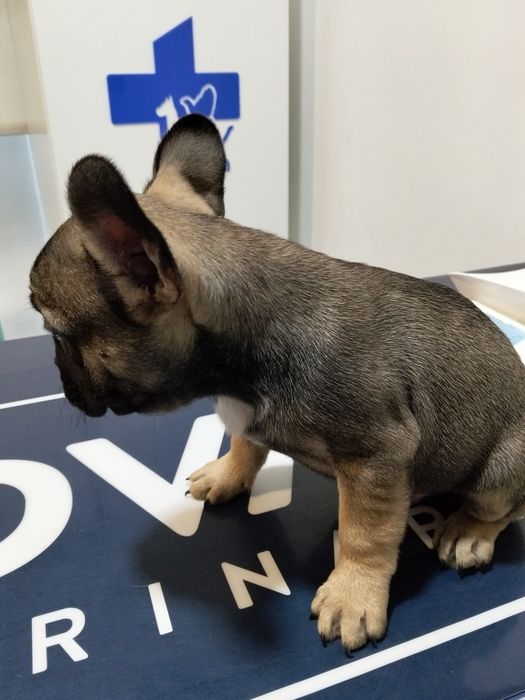 Boldoog francês  disponivel