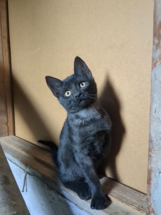Кошеня/котик киця в добрі руки