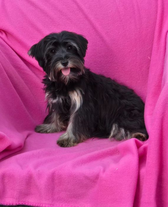 Piesek 7 miesięcy Yorkshire terrier