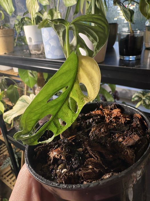 Monstera adansoni variegata